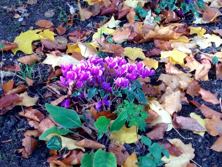 We found these vivid purple flowers growing among the fallen leaves 